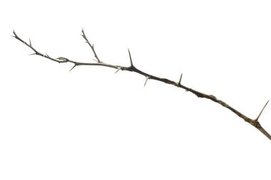 Ağacın ölü limon dalları, kuru ağaç dalları, çatlamış koyu kabuklu kuru dallar, beyaz arka planda izole edilmiş dikenli limon dalları..