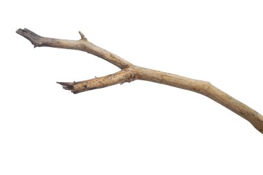 Kuru dalları ile kırık koyu kabuk. Beyaz arka plan üzerinde izole