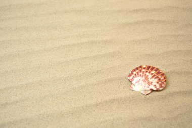 Kumsalda deniz kabuğu, yan manzara