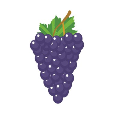 Taze mor üzüm meyve vektörü çizimleri
