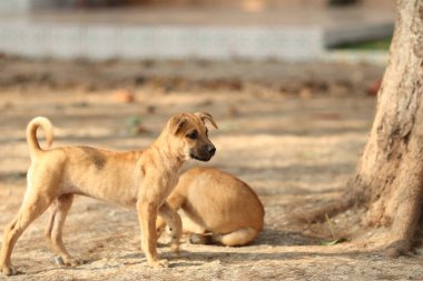 Küçük bir köpek bir ağacın yanında duruyor. Köpeğin kahverengi ve siyah bir burnu var.