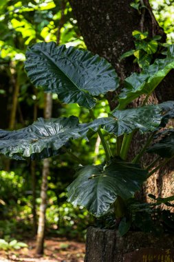 Ağaçta yaprakları olan büyük yeşil bir bitki büyüyor. Yapraklar parlak ve bitki güneş ışığında gelişiyor.