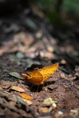 Bir ormanda yerde bir kelebek oturuyor. Kelebek kahverengidir ve kanatlarında bir desen vardır. Orman yemyeşil ve yemyeşil, etrafı ağaçlar ve çalılarla çevrili.