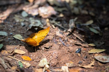Bir kelebek gölgede yerde oturuyor. Kelebek turuncudur ve kanatlarında siyah ve beyaz bir desen vardır. Yer yapraklarla ve molozlarla kaplı. Bu da olay yerine doğal bir hava veriyor.