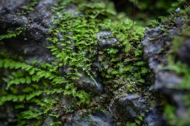 Yeşil yosun kaplı bir kaya. Yosun kayanın üzerinde büyüyor ve çok kalın. Kaya gridir ve pürüzlü bir dokusu vardır.