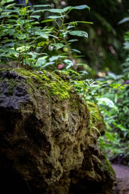 Yosun ve yeşil bitkilerle kaplı bir kaya. Kaya yeşil bitkiler ve ağaçlarla çevrili.
