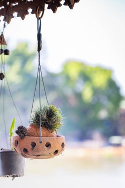 İçinde küçük bir kaktüs bitkisi olan asılmış bir saksı. Tencere zincirden sarkıyor ve bitki küçük, dikenli bir kaktüs. Sahne bir ağaç ve su zeminine göre ayarlandı.