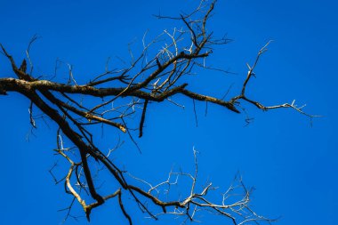 Mavi gökyüzünde bir ağaç dalı gösterilir. Dal kurumuş ve yaprakları yok. Gökyüzü berrak ve parlak, görünürde bulut yok. Yalnızlık ve boşluk kavramı