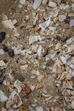 Kumsala dağılmış çeşitli deniz kabukları ve kayaların olduğu sakin bir sahil sahnesi. Kabuklar farklı şekillerde, boyutlarda ve renklerde, görsel olarak çekici ve çeşitli bir manzara yaratıyor.