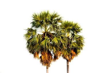 Beyaz arka planda iki palmiye ağacı yan yana duruyor. Ağaçlar uzundur ve uzun ince yaprakları vardır. Görüntünün huzurlu ve huzurlu bir havası var.