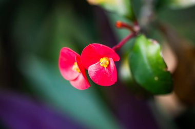 Sarı merkezli iki kırmızı çiçek yeşil bir yaprağın üzerinde. Çiçekler birbirine çok yakın ve yaprak da yeşil.