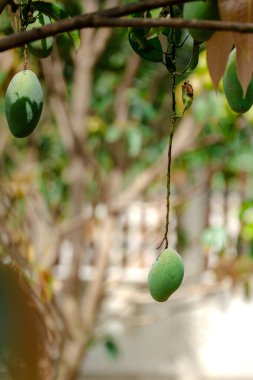 Ağaçtan sarkan bir grup yeşil mango. Ağaç bir çitle çevrili. Mangolar olgunlaştı ve toplanmaya hazır.
