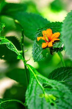 Küçük bir portakal çiçeği yeşil bir yaprağın üzerinde oturuyor. Çiçek yeşil yapraklarla çevrili ve üzerinde bir böcek var.
