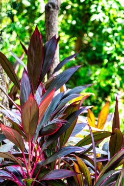 Kırmızı ve sarı yapraklı bir bitki. Yapraklar yeşil ve bitki bir ormanda.