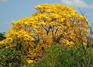 Bahçedeki ağaçta sarı çiçek