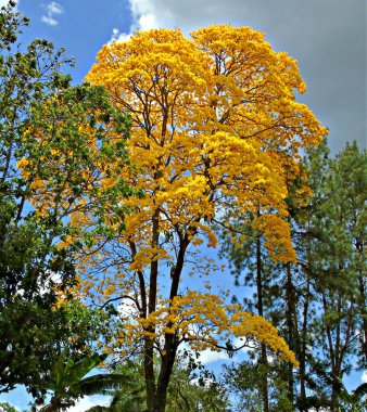 Bahçedeki ağaçta sarı çiçek