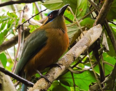 Ormandaki kuş - Haykıran Motmot