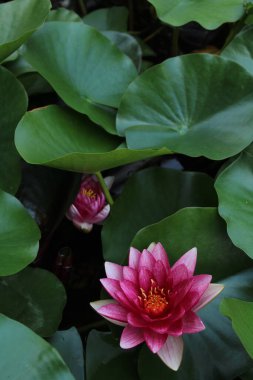 Bahçe havuzunda nilüfer çiçeği, flora