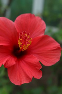 Bahçedeki güzel kırmızı amber çiçeği