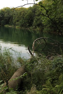 Ormanın güzel manzarası, Szczecin 'deki Szmaragdowe Gölü