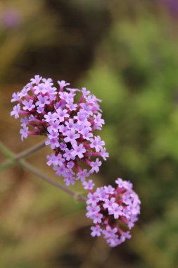 Bahçedeki güzel çiçekler