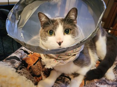 İyileşmekte olan bir kedi, ilaçla kafayı bulmuş ve koni takmış..