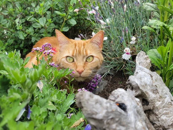 Kırmızı tekir kedi bahçedeki çiçeklerin ve çalıların arasından dışarı bakıyor..