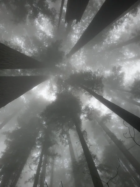 Silhuetas Pretas Brancas Dossel Sequoia Dia Nebuloso — Fotografia de Stock