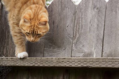 Fotokopi aletiyle çitten inen turuncu tekir kedi.