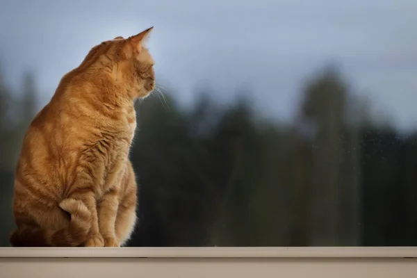 stock image Orange tabby cat perched on a shelf, staring out the window, with copyspace.