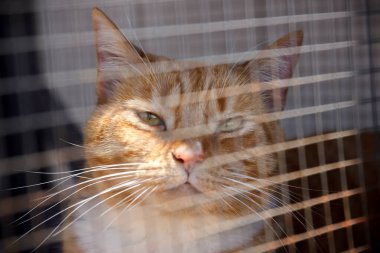 Kızıl kedi oturuyor ve sakince dışarı bakıyor. Kediler için açık bir alan.