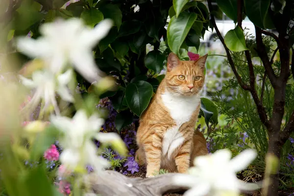 Turuncu tekir kedi bahçede oturuyor.