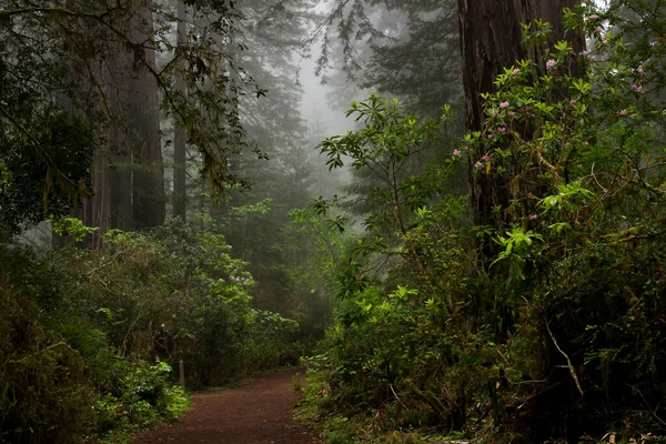 Kuzey Kaliforniya 'da çiçek açan rhododendronlar (Rhododendron makrophyllum) içeren sisli bir kıyı kızılağaçları (Sequoia sempervirens) ormanı boyunca sakin bir yol.