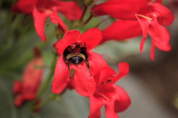 Closeup of a bumble bee harvesting pollen from a red penstemon flower, with only its butt and hind legs showing