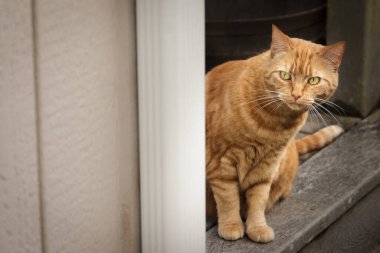 Turuncu tekir kedi bir binanın köşesinden şüpheli bir şekilde bakıyor.