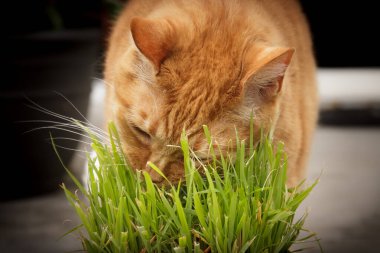 Kedi otunu kemiren turuncu tekir kedi, lezzetli bir ziyafet.