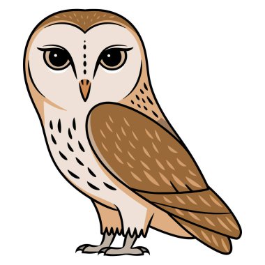 Ahır baykuşu vektör illüstrasyonu, beyaz yüzlü sevimli vahşi hayvan. Doğa, vahşi yaşam ve kuş bilimi temalı tasarımlar için idealdir. Beyaz bir arkaplanda izole edilmiş.