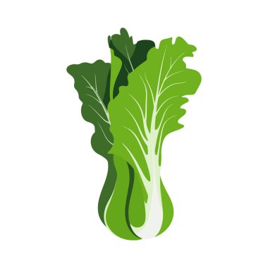 Bok choy sebze vektör çizimi. İzole tasarım, taze yeşil yapraklar ve beyaz saplar sergiliyor. Sağlıklı yemek, aşçılık ya da organik temalar için mükemmel..