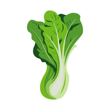 Bok choy sebze vektör çizimi. İzole tasarım, taze yeşil yapraklar ve beyaz saplar sergiliyor. Sağlıklı yemek, aşçılık ya da organik temalar için mükemmel..