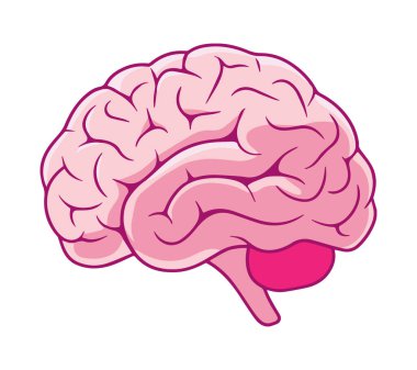 Elle çizilmiş beyin karalaması. Basit ve yaratıcı çizim tasarımı. Eğitim ve tıbbi temalar için mükemmel