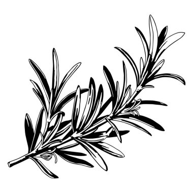 Rosemary şubesi çizimi. El çizimi mutfak çeşnisi, küçük detaylar, beyaz arka planda siyah çizgiler. Yemek, baharat ve baharat temalı tasarımlar için ideal. Vektör illüstrasyonu.