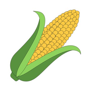 Mısır sebze çizimi. Meksika mutfağı, gıda ambalajı ya da mutfak teması için mükemmel bir tasarım unsuru. Düz biçim, beyaz arkaplanda izole edilmiş.