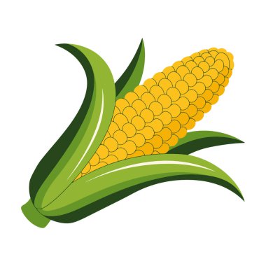 Mısır sebze çizimi. Meksika mutfağı, gıda ambalajı ya da mutfak teması için mükemmel bir tasarım unsuru. Düz biçim, beyaz arkaplanda izole edilmiş.