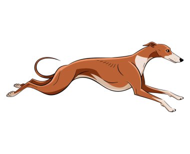 Tazı köpek zıplama ikonu. Zıplayan bir tazının silueti, beyazda izole edilmiş. Şık ve dinamik tasarım yarış, evcil hayvan veya atletik temalar için mükemmeldir.