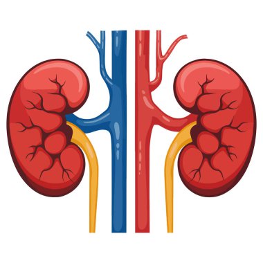 Böbrek vektör çizimi. Atardamarı ve damarı olan sağlıklı insan böbrekleri, idrar sistemi anatomisini gösteriyor. Tıbbi çalışmalar, böbrek fonksiyonları ve nefroloji için kullanışlı.