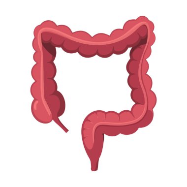 İnsan anatomisi için kalın bağırsak ikonu vektör çizimi. İç organların şirin düz tasarımı, eğitim ve sağlıkla ilgili grafikler için ideal. Anatomi temalı projeler için mükemmel