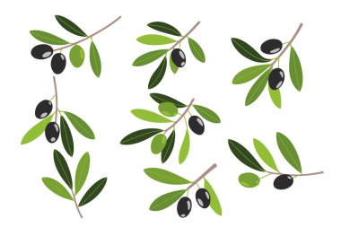 Akdeniz Zeytin Dalları Çizimi. Yeşil ve siyah zeytinli ağaç dalları, yapraklar ve kısa dallar. Organik, vegan ve tarım temaları için mükemmel..