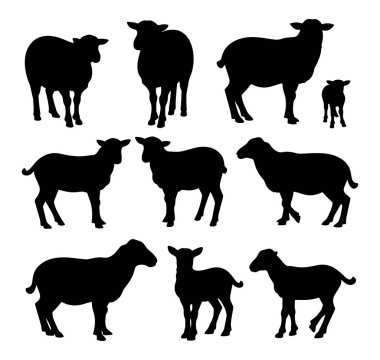 Koyun silueti, vektör çizimi. Çiftlik, çiftlik hayvanları ve hayvan temalı tasarımlar için ideal.