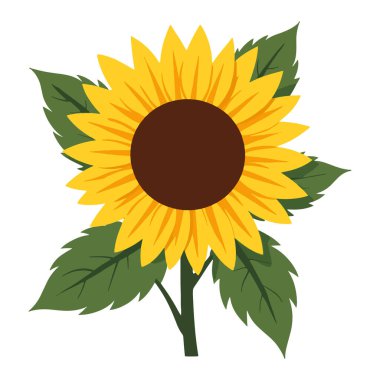 Sarı ayçiçekleri tam çiçeklenme, vektör illüstrasyonu. Çiçek temalı tasarımlar, doğa projeleri ve mevsimlik dekorasyonlar için ideal. Grafikleri parlatmak ve pozitifliği desteklemek için mükemmel.