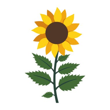 Sarı ayçiçekleri tam çiçeklenme, vektör illüstrasyonu. Çiçek temalı tasarımlar, doğa projeleri ve mevsimlik dekorasyonlar için ideal. Grafikleri parlatmak ve pozitifliği desteklemek için mükemmel..